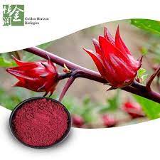Roselle Extract Roselle Hibiscus Plant Hibiscus Flowers