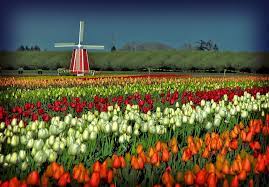 Tiptoe Through The Tulips 35 Pics Tulip Festival Tulip Fields Tulips