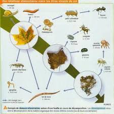 Decomposition Organique Biologie Vegetale Biologie Collembole