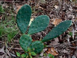 Image result for Cactaceae