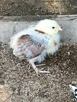 We did not find results for: Rooster Or Hen Salmon Faverolles Chick Backyard Chickens Learn How To Raise Chickens