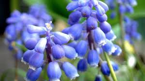 Vaso ø 14 € 4,00. Muscari Fiori E Coltivazione Idee Green