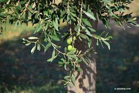 Es empfiehlt sich, den baum warm einzupacken: Gibt Es Winterharte Olivenbaume 21 Arten Fur Den Garten