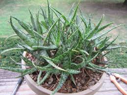 Image result for Asphodelaceae