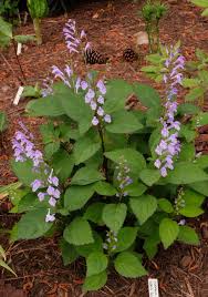 Image result for Scutellaria