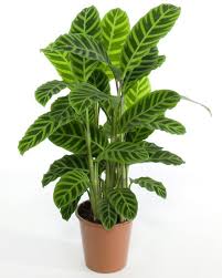 Love Plants But No Sunlight These 15 Plants Can Be Ur Best Buddy Blog Nurserylive Com Gardening In India Zebra Plant House Plants Indoor House Plants