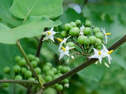 Image result for Solanum torreanum