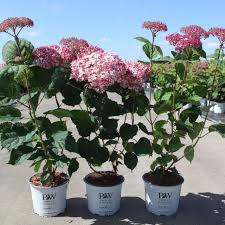 Image result for Hydrangea arborescens Pink Anabelle
