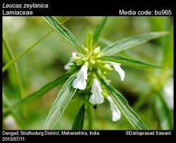 Image result for Leucas