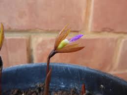 Image result for Nervilia adolphi