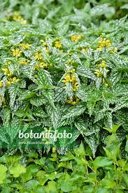 Image result for Lamium galeobdolon