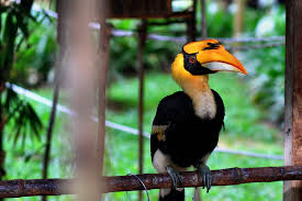 Umumnya lebih banyak negara berkembang di kali ini kita akan bahas mengenai 14 contoh negara maju di benua asia beserta penjelasannya. 11 Amazing Animals You Can See In Taman Negara Malaysia