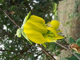 Image result for Crotalaria agatiflora