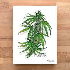 Image result for Cannabaceae