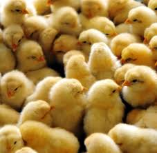 Oleh karena itu, saat ini tidak sulit untuk menemukan alat. Pembekal Anak Ayam Malaysia Photos Facebook