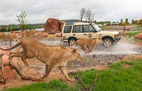 Things to do in west midlands. Looping Group Buys West Midlands Safari Park Interpark