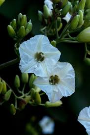 Image result for Paralepistemon shirensis
