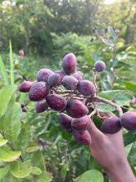 Image result for Maranthes