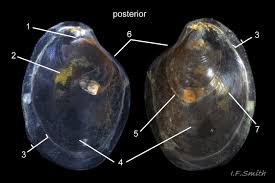 Image result for Isoglossa punctata