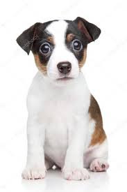 Rychle si navyknou na životní styl svého. Jack Russell Pes Stene Fototapeta12