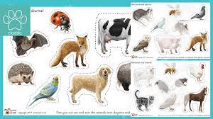 There are plenty of species in this world and they consist of special and unique qualities with them. Teacher S Pet Nighttime And Daytime Animal Sorting