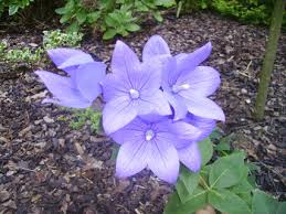 See what bourka ha (bourkaha) has discovered on pinterest, the world's biggest collection of ideas. Platycodon Boubelka Velkokveta Chytra Zena