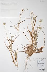 Image result for Dactyloctenium geminatum