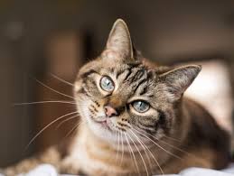 Memilih nama anak bukan merupakan sesuatu yang mudah, mengingat kita harus mempertimbangkan arti serta makna. Rekomendasi Nama Kucing Betina Yang Lucu Dan Indah Blog Ruparupa