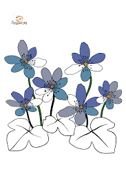 Pictures of flower petals coloring pages and many more. Download A Beautiful Flower Coloring Page Blue Hepatica