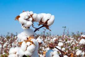5 facts about Australian cotton - AustralianFarmers