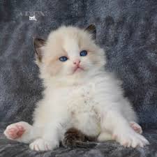 They are raised inside and spoiled like our kids. Aden Ragdolls Ragdoll Cats Breeder In Ontario Canada