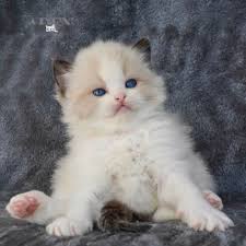 Nebelung rare breed born september 14th, 2020. Aden Ragdolls Ragdoll Cats Breeder In Ontario Canada