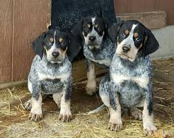 Bluetick coonhound puppies , 4 x females 3 x males , will make good hunting dog or pet. Bluetick Coonhound Vs Boxer Breed Comparison Mydogbreeds