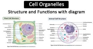 The fluid surrounding the organelles of a cell is the. Cell Organelles Structure And Functions With Labeled Diagram
