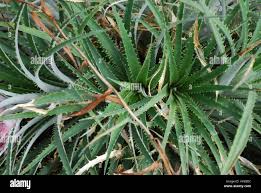 Image result for Aloe carnea