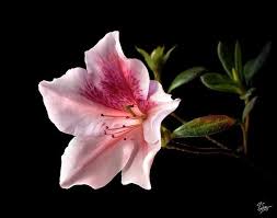 Azalea Azalea Flower Nature Tattoos Azaleas