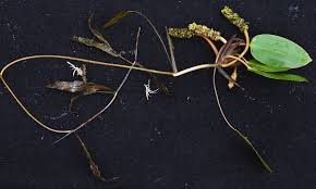 Image result for Potamogeton nodosus