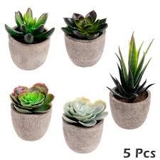 They are often climbing or epiphytic plants that cling to trees. 5pcs Mini Fake Succulents Artificial Cactus Plants For Home Office Garden Pop