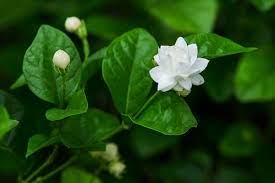 We suggest you go with these five herbs: 15 Plants That Bloom Indoors In Winter Homestead Brooklyn