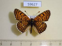 Image result for Melitaea cinxia