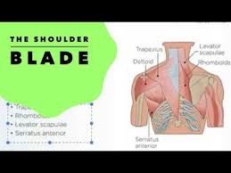 The human shoulder is made up of three bones: E153 Shoulder Anatomy Shoulder Blade Muscles Youtube