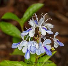 Image result for Barleria superata