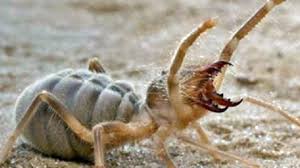 The biggest spiders in the world are the goliath bird eating spider and the camel spider. Pin On Spiders