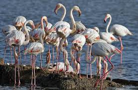 izmir kus cenneti rekora kosuyor kus cennet flamingo