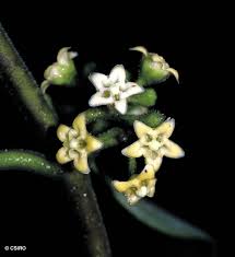 Image result for Marsdenia dregea