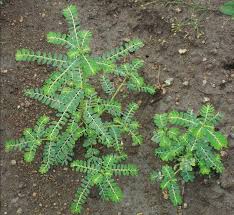 Image result for Phyllanthus amarus