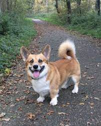 Check spelling or type a new query. Such A Happy Smiling Welsh Pembroke Corgi Such A Lovely Long Tail Corgi Corgi Pembroke Pembroke