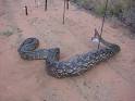 Electric snake fence