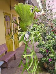 Image result for Platycerium