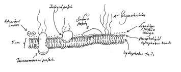 Composition And Properties Of Cell Membranes Deranged Physiology